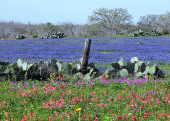 field of bluebonnets and wildflowers in Wilson County Tx
